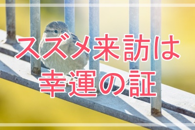 スズメが家に来るのは幸運の証！理由を深堀り