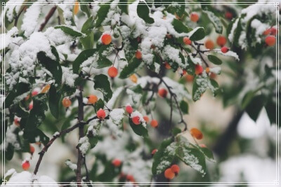 冬の雪とナナカマド