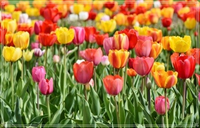 春のチューリップ
