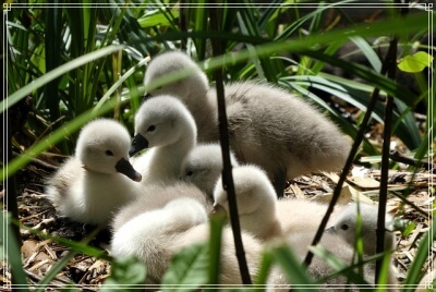 カモの親子
