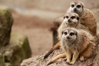 3頭のサル 
