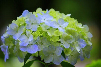 淡い色の紫陽花