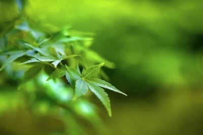 夏の若々しい 草