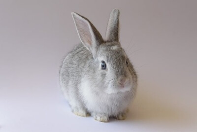 うさぎ