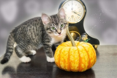 ハロウィンのかぼちゃと猫
