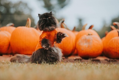 ハロウィンのかぼちゃと黒猫
