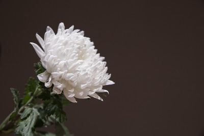 白い菊