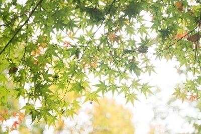 若い紅葉