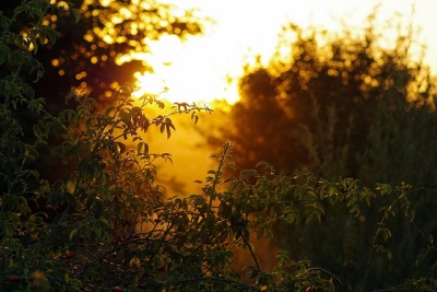 葉っぱと夕日