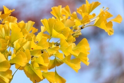 黄色のイチョウ