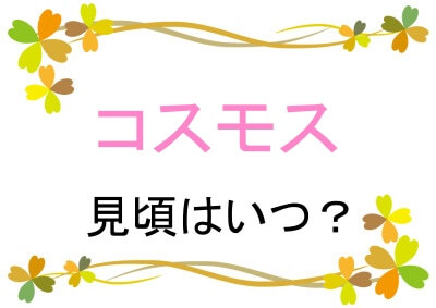 コスモスの見頃