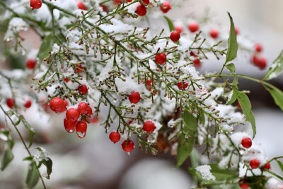 ナナカマドに積もる雪