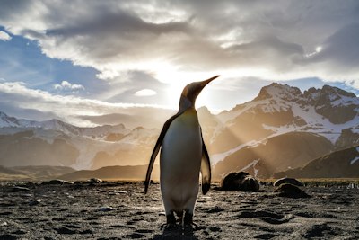 ペンギン